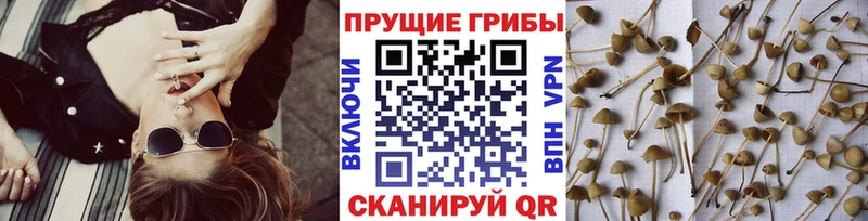 Галлюциногенные грибы мухоморы  KRAKEN как зайти  Балашов 